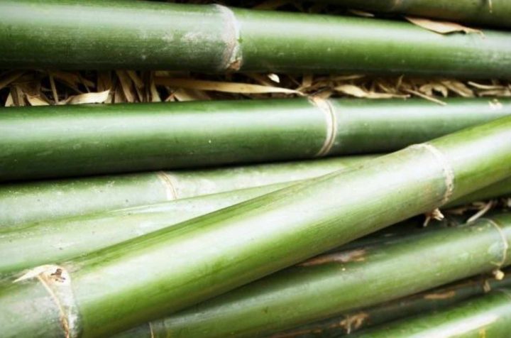 vietnam bamboo