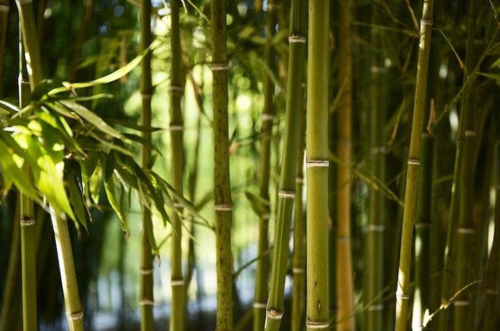 vietnam bamboo