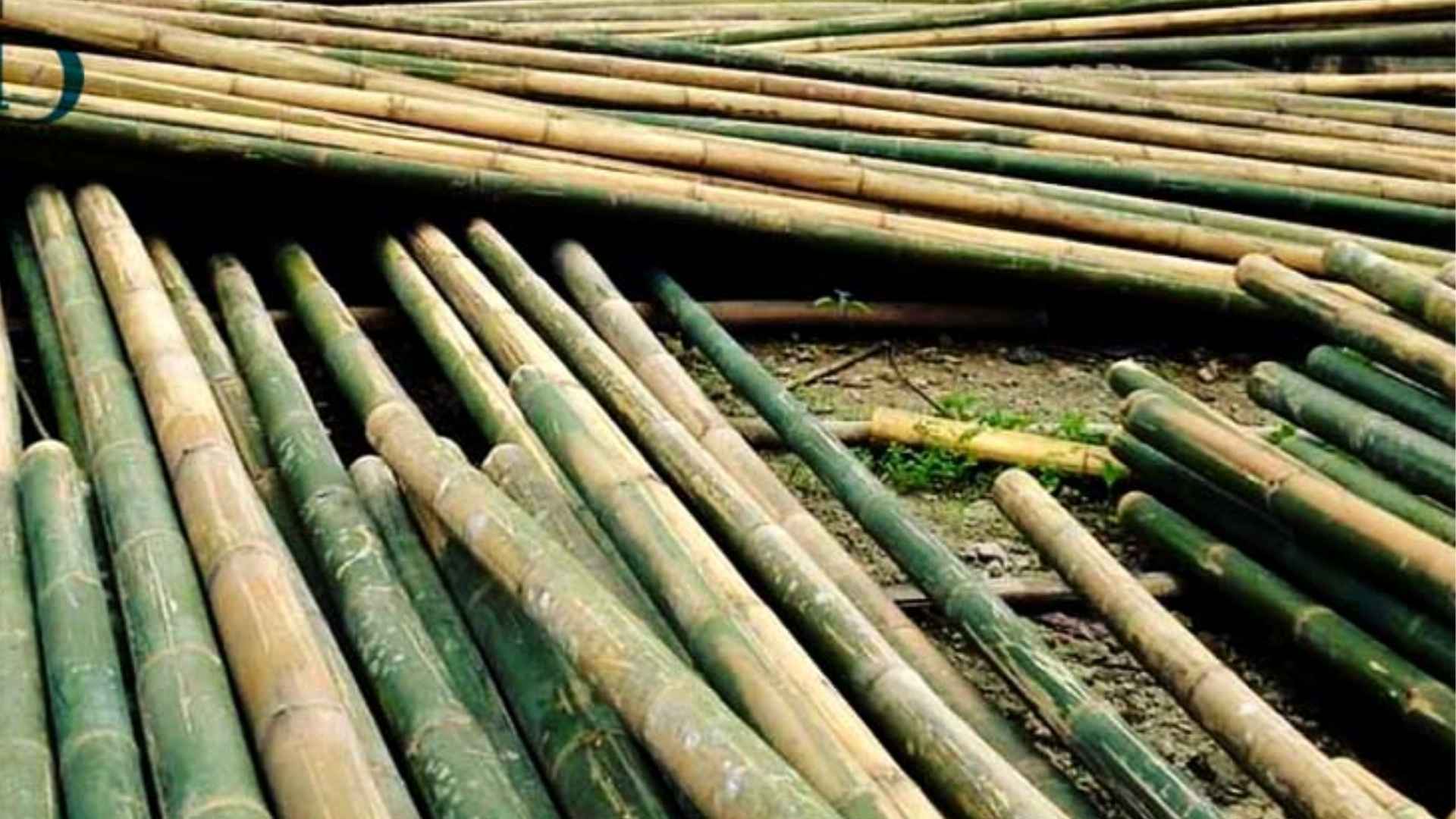 vietnam bamboo