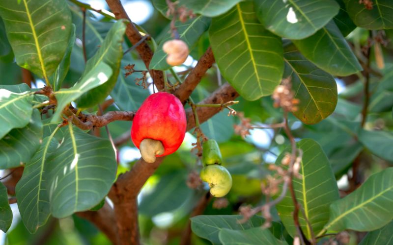 vietnam cashews
