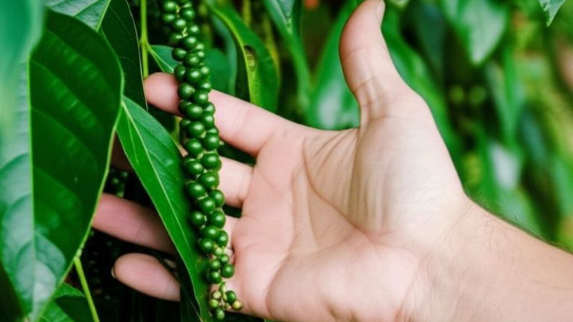 vietnam pepper