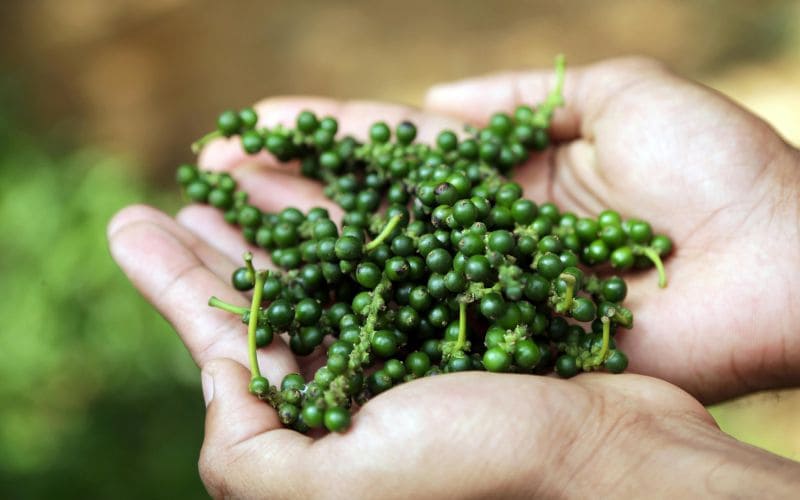 vietnam pepper