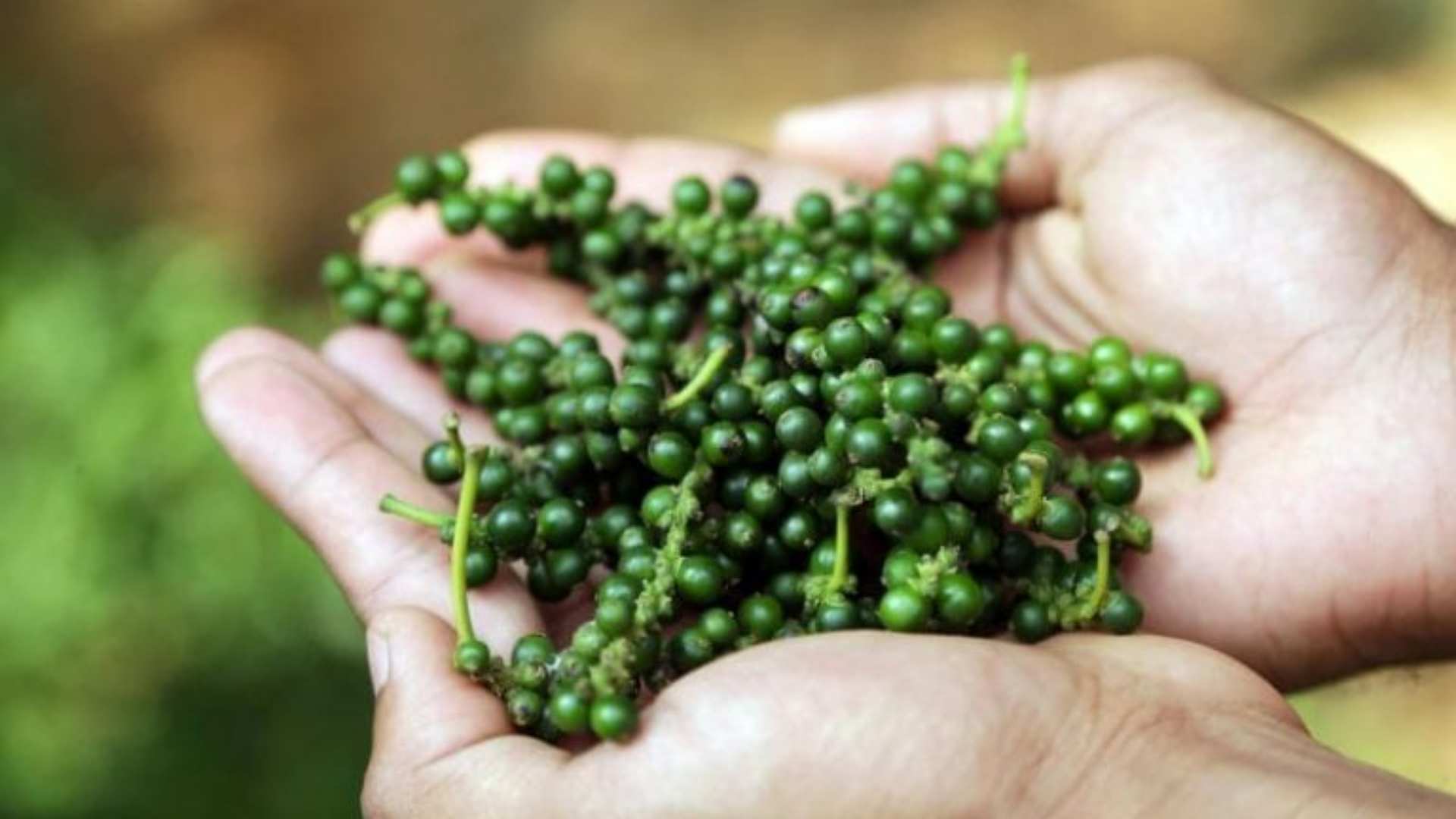 vietnam pepper