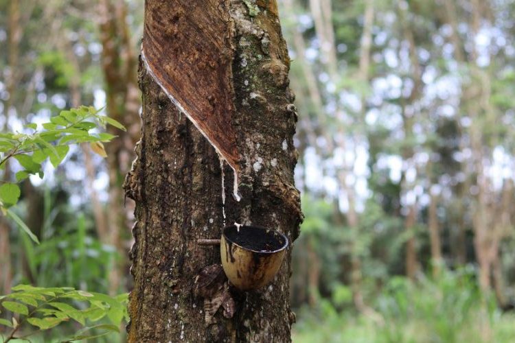 Vietnam rubber sourcing