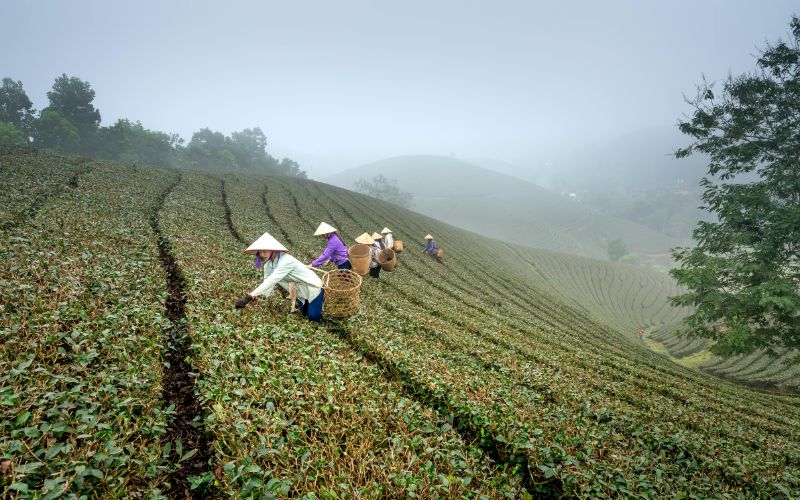 vietnam tea