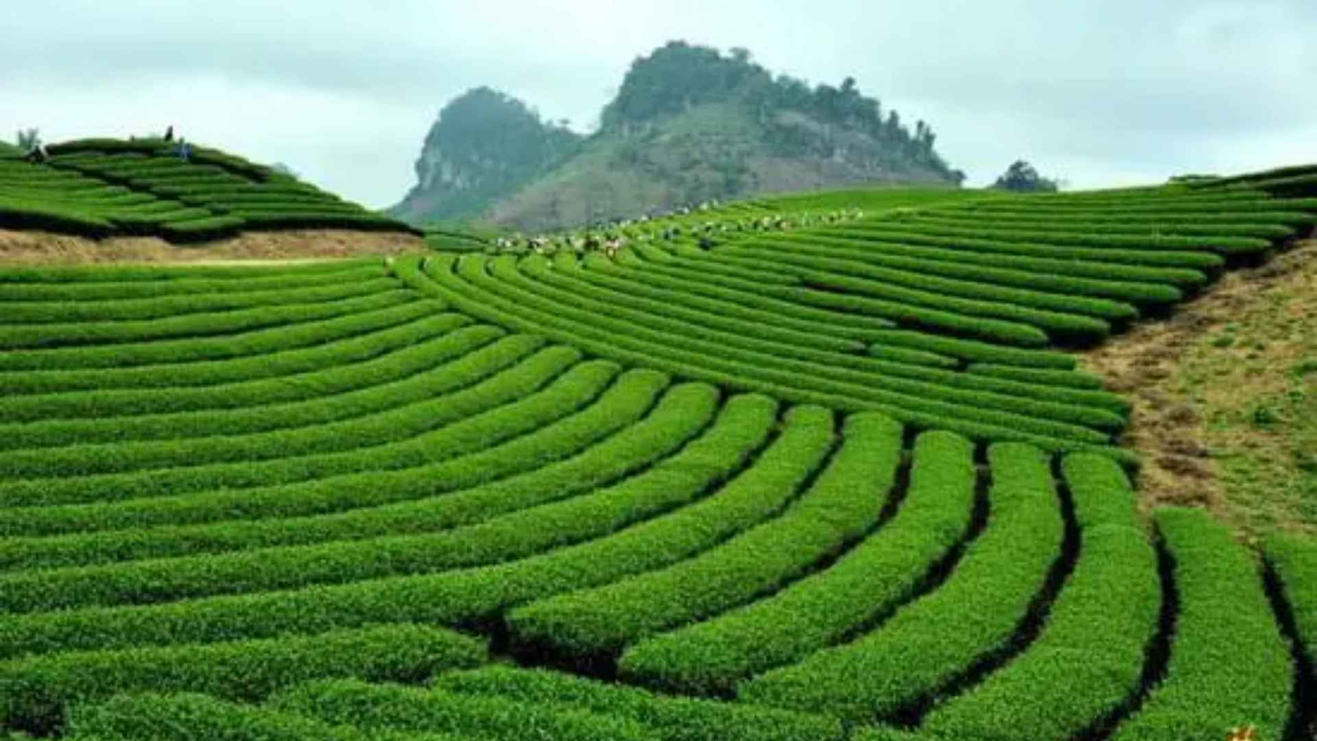 vietnam tea