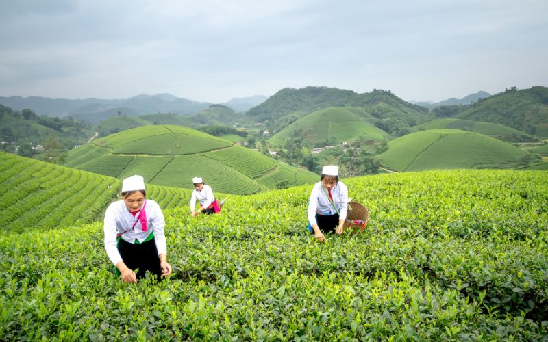 vietnam tea
