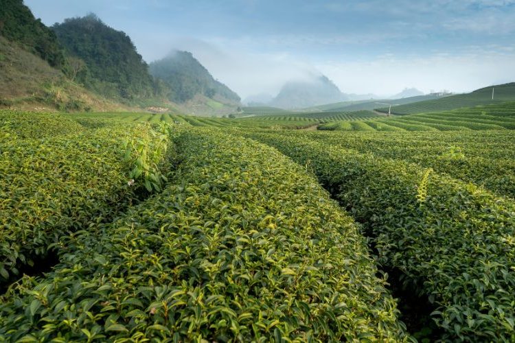 vietnam tea