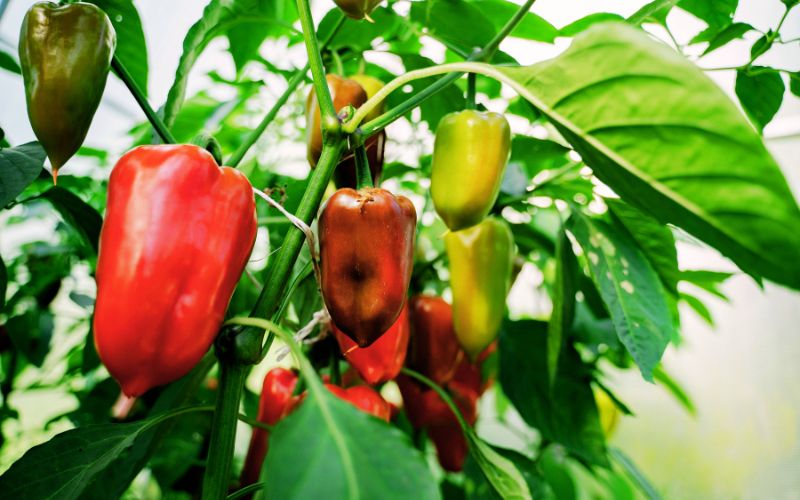 Vietnam vegetables sourcicng