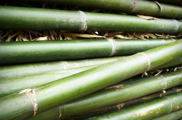 How to Import Bamboo from Vietnam