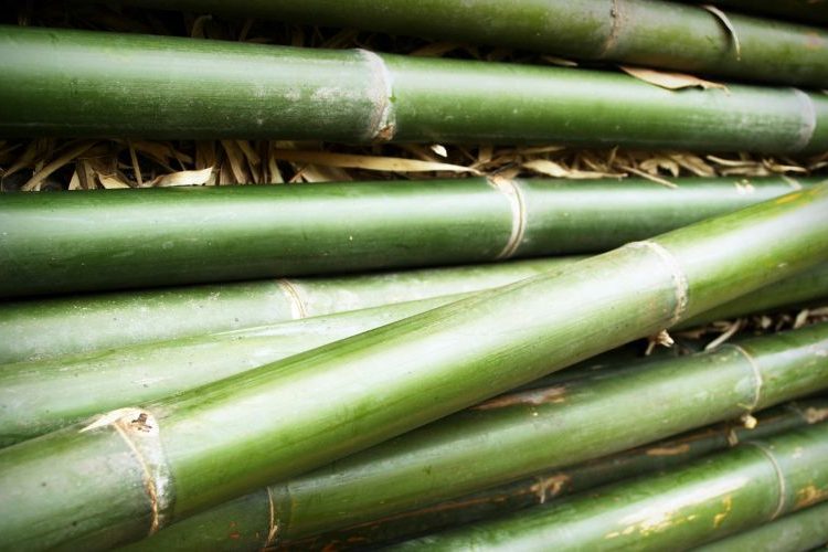 How to Import Bamboo from Vietnam