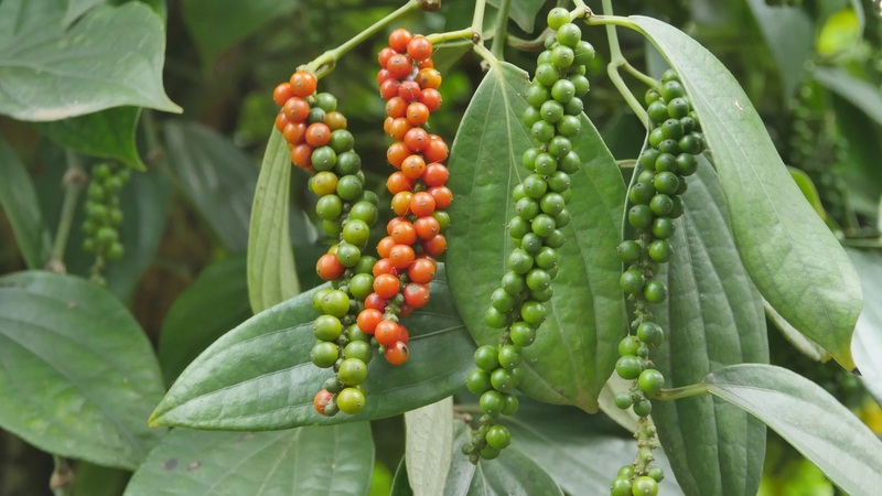 How to import pepper from Vietnam?