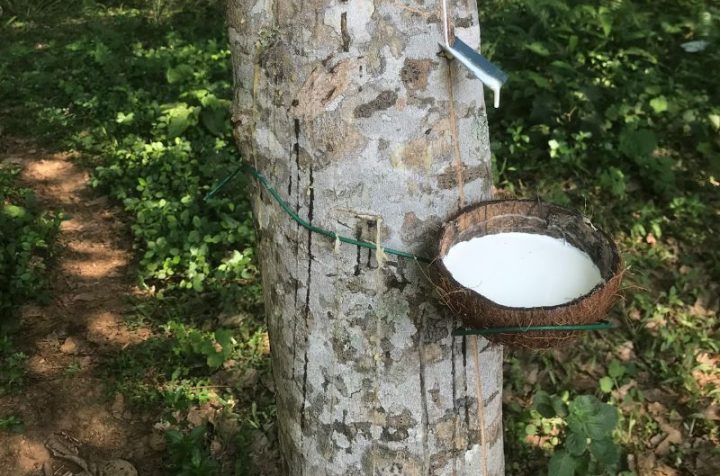 how to import rubber from Vietnam