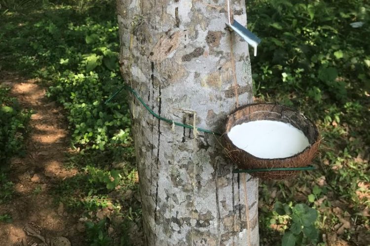 how to import rubber from Vietnam