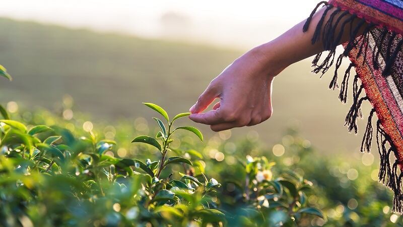 how to import tea from vietnam