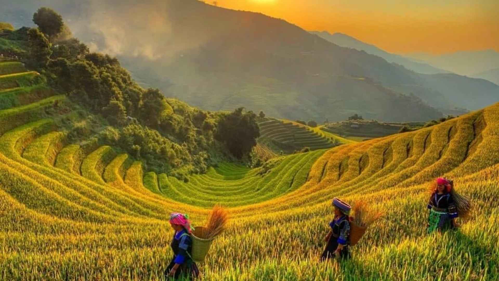 import vietnam japonica rice