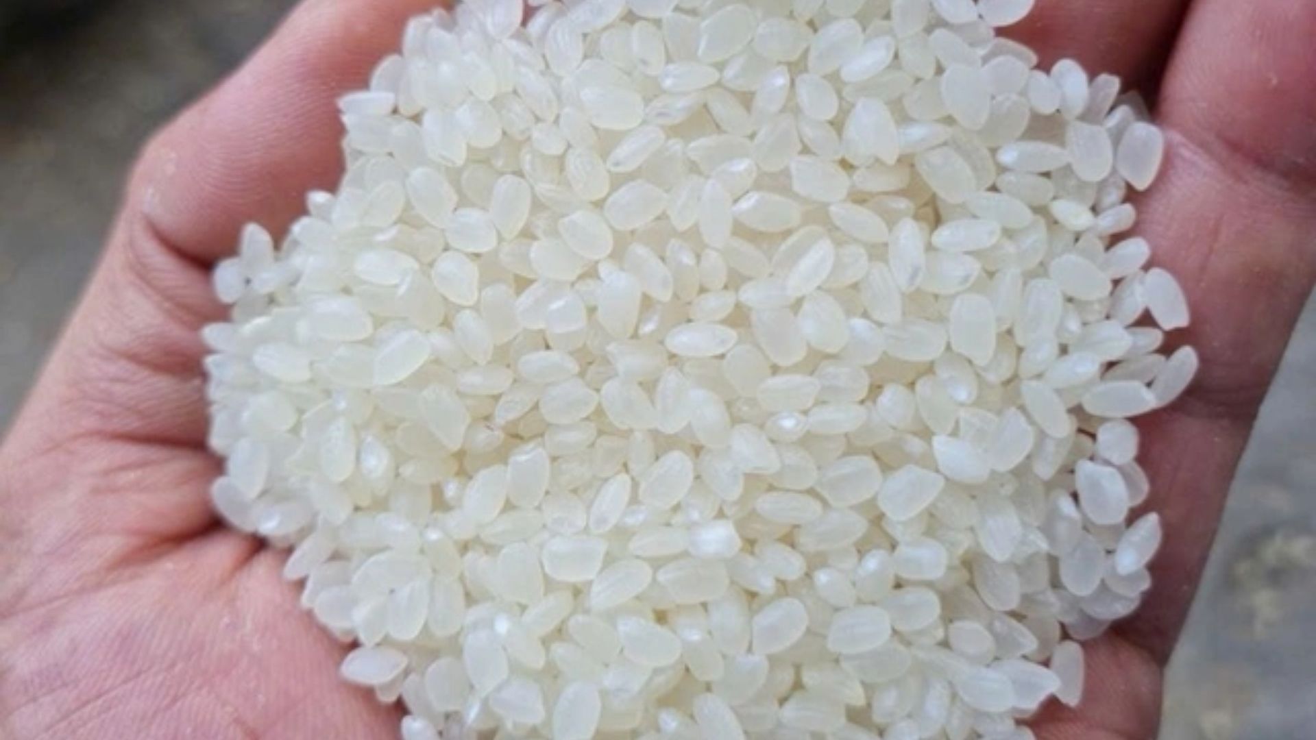 import vietnam japonica rice