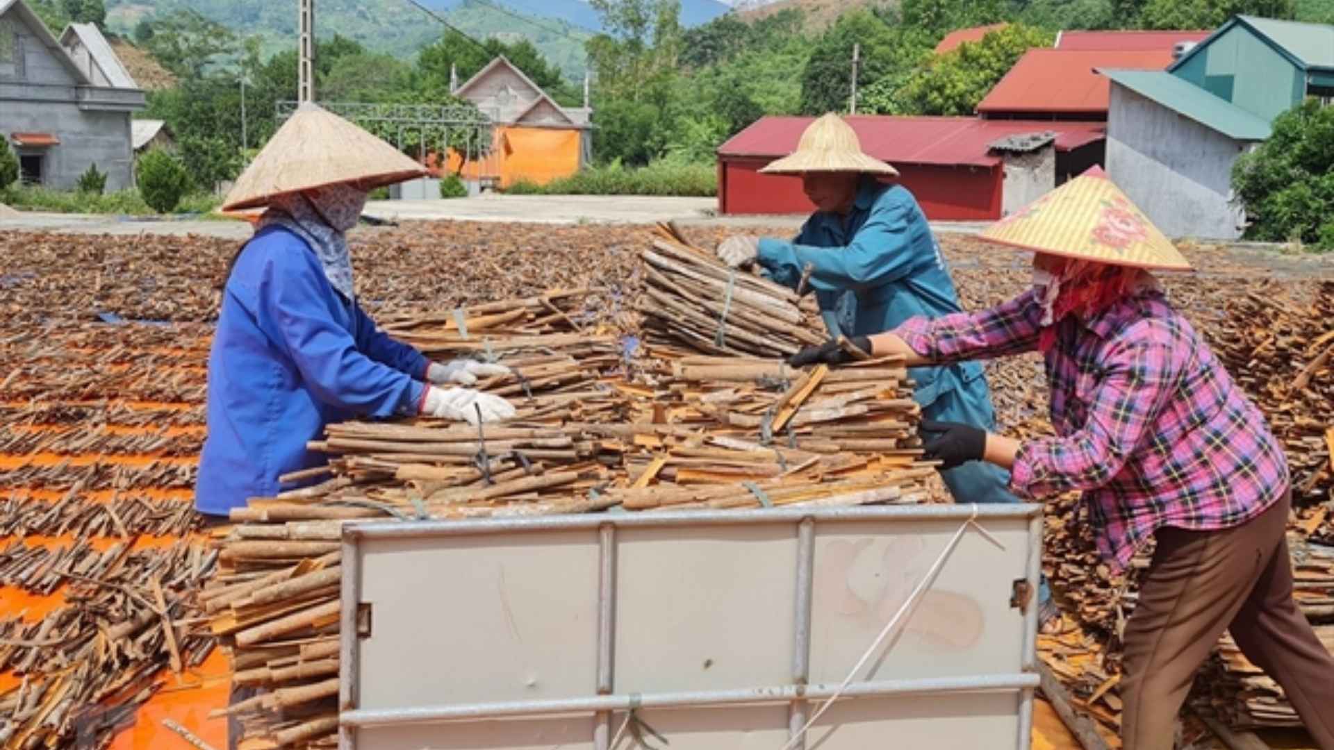 import cinnamon from vietnam