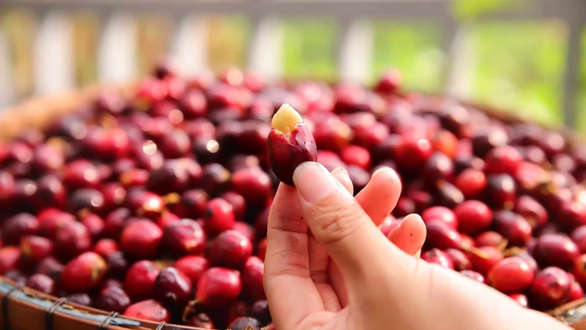 import coffee from vietnam