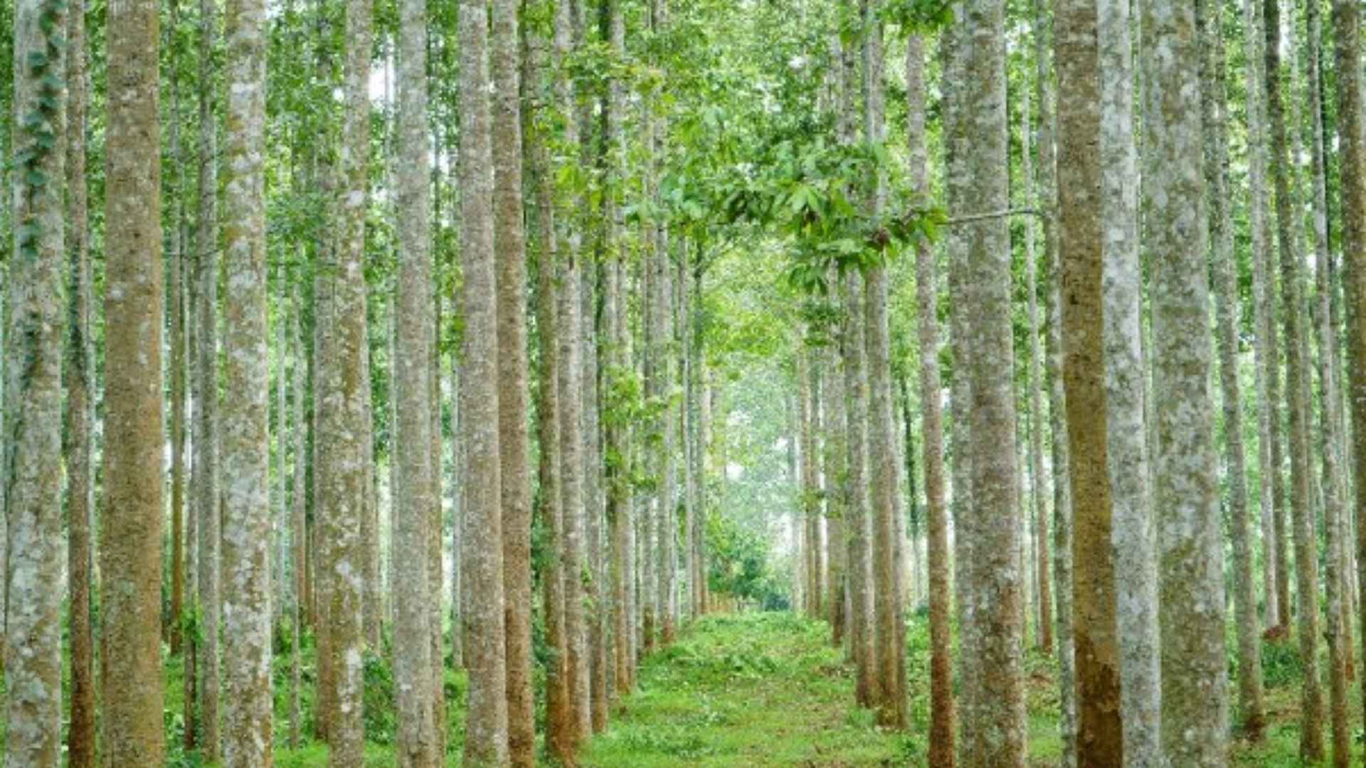 import wooden cutting board from vietnam