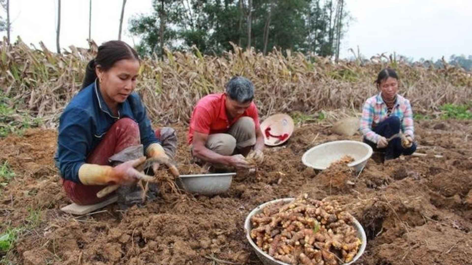 vietnam turmeric