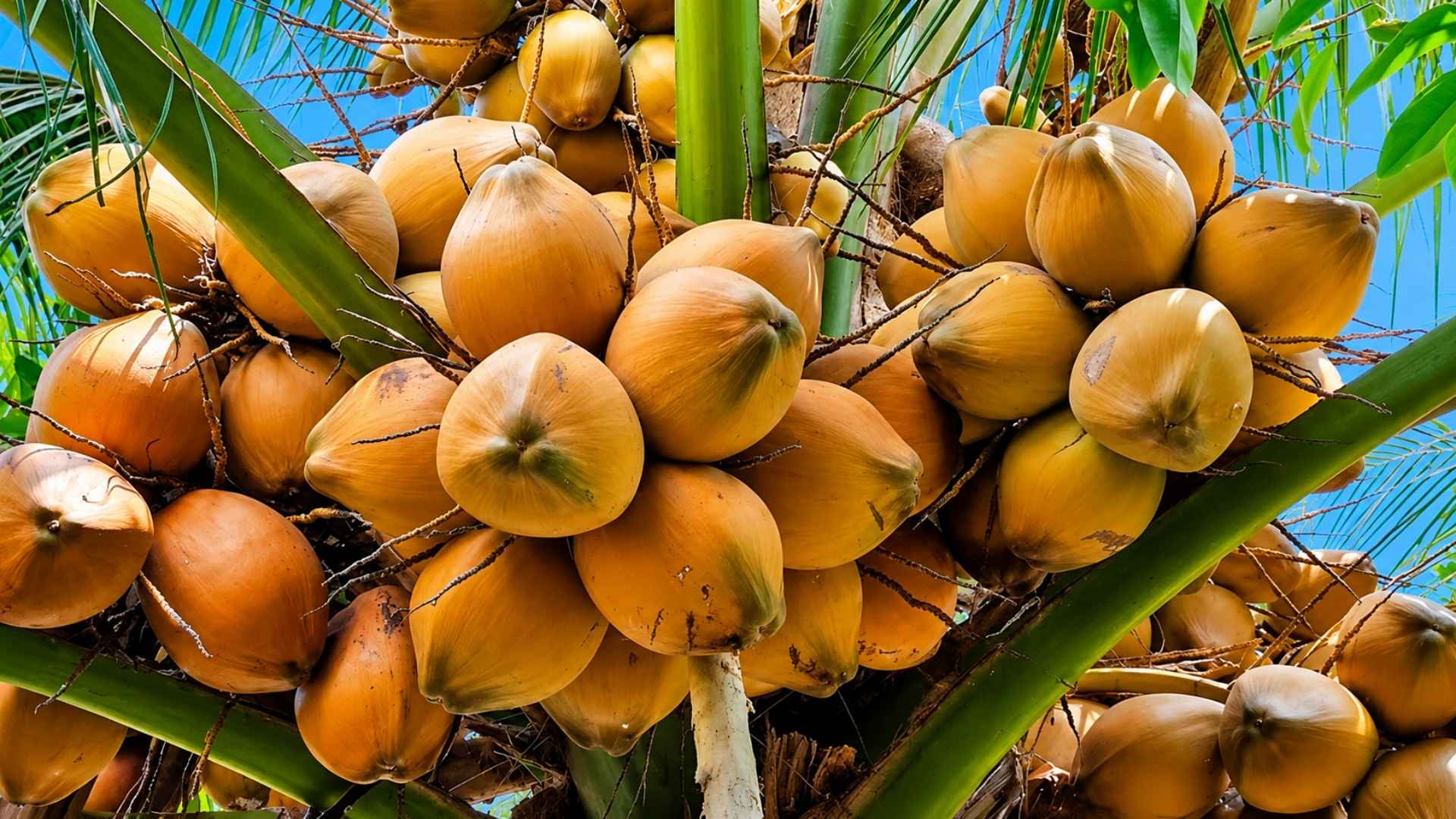 vietnam fresh coconut