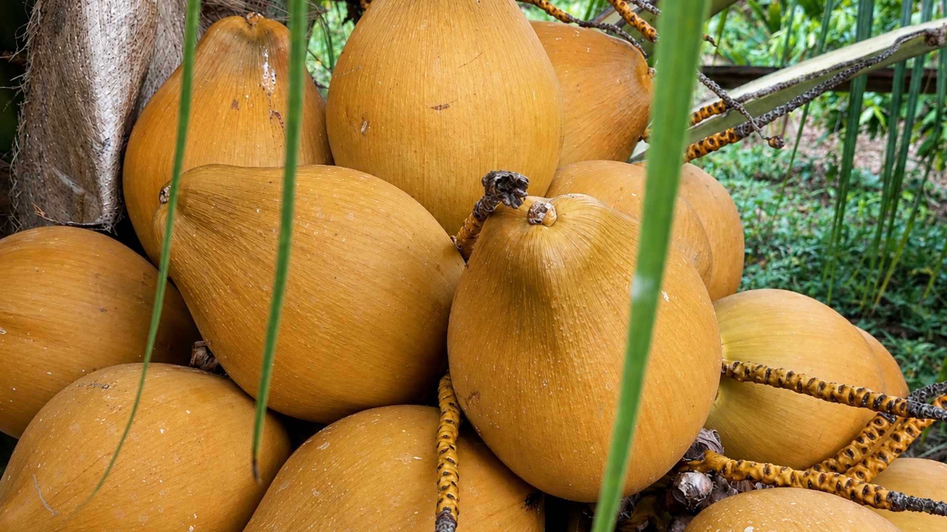 vietnam fresh coconut