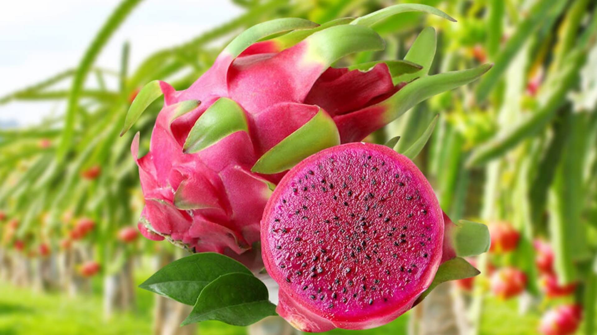 vietnam dragon fruit