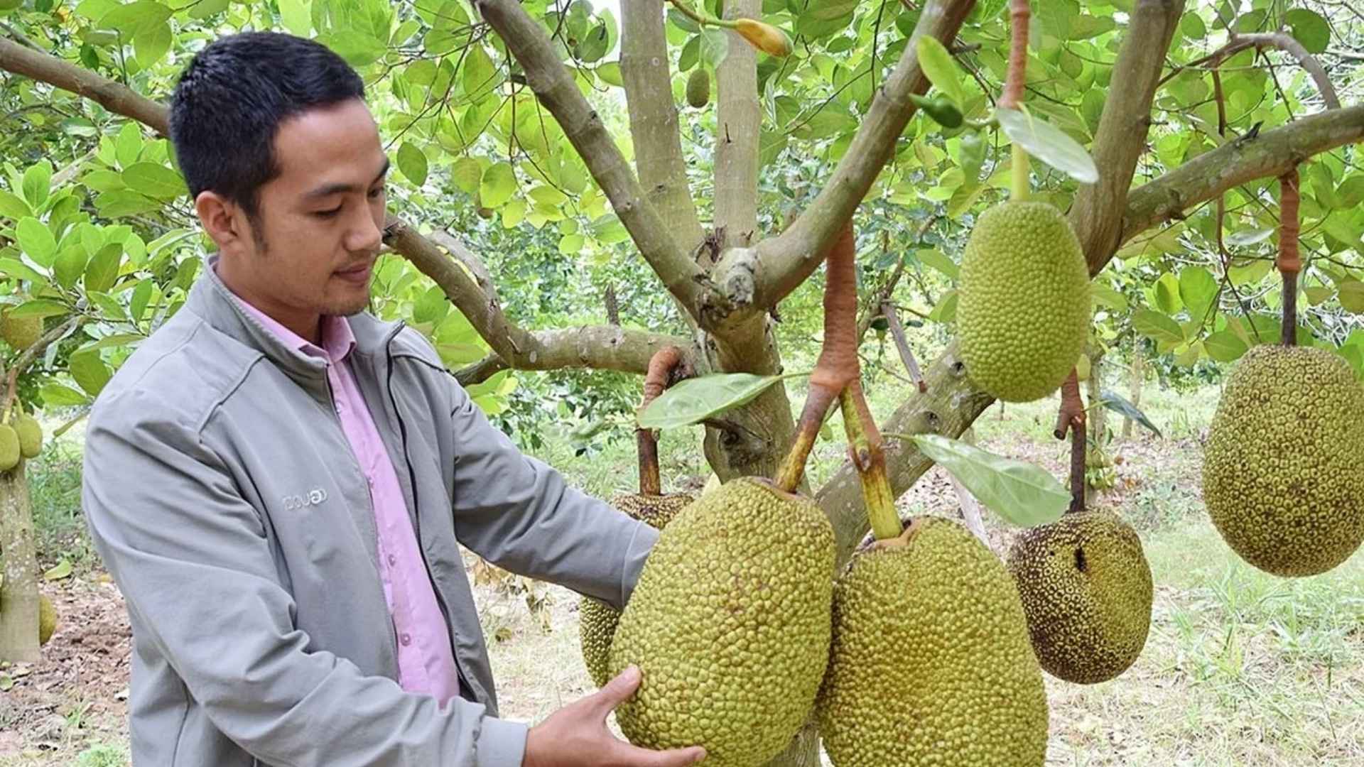 verify vietnamese jackfruit supplier