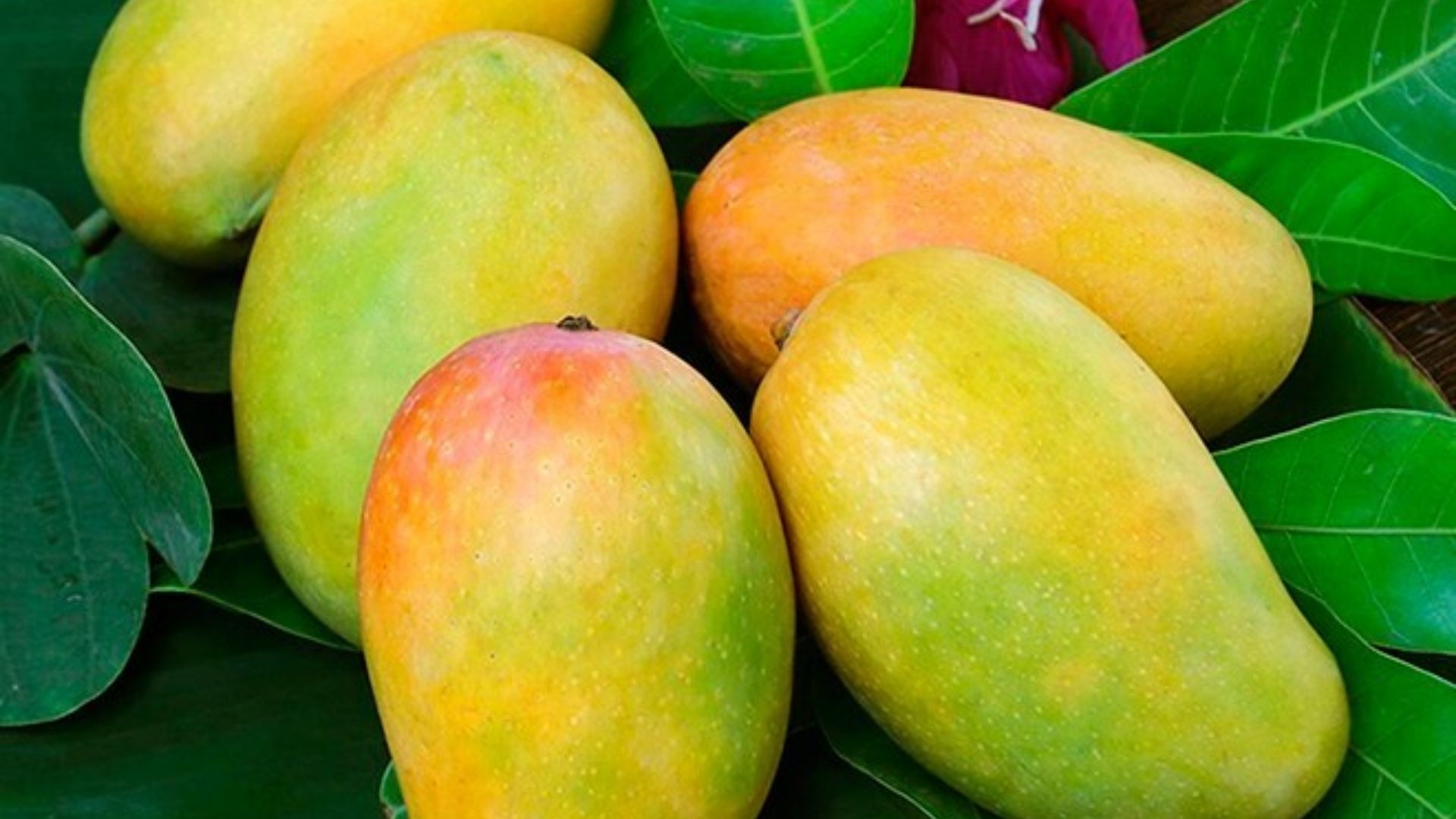 vietnam mango