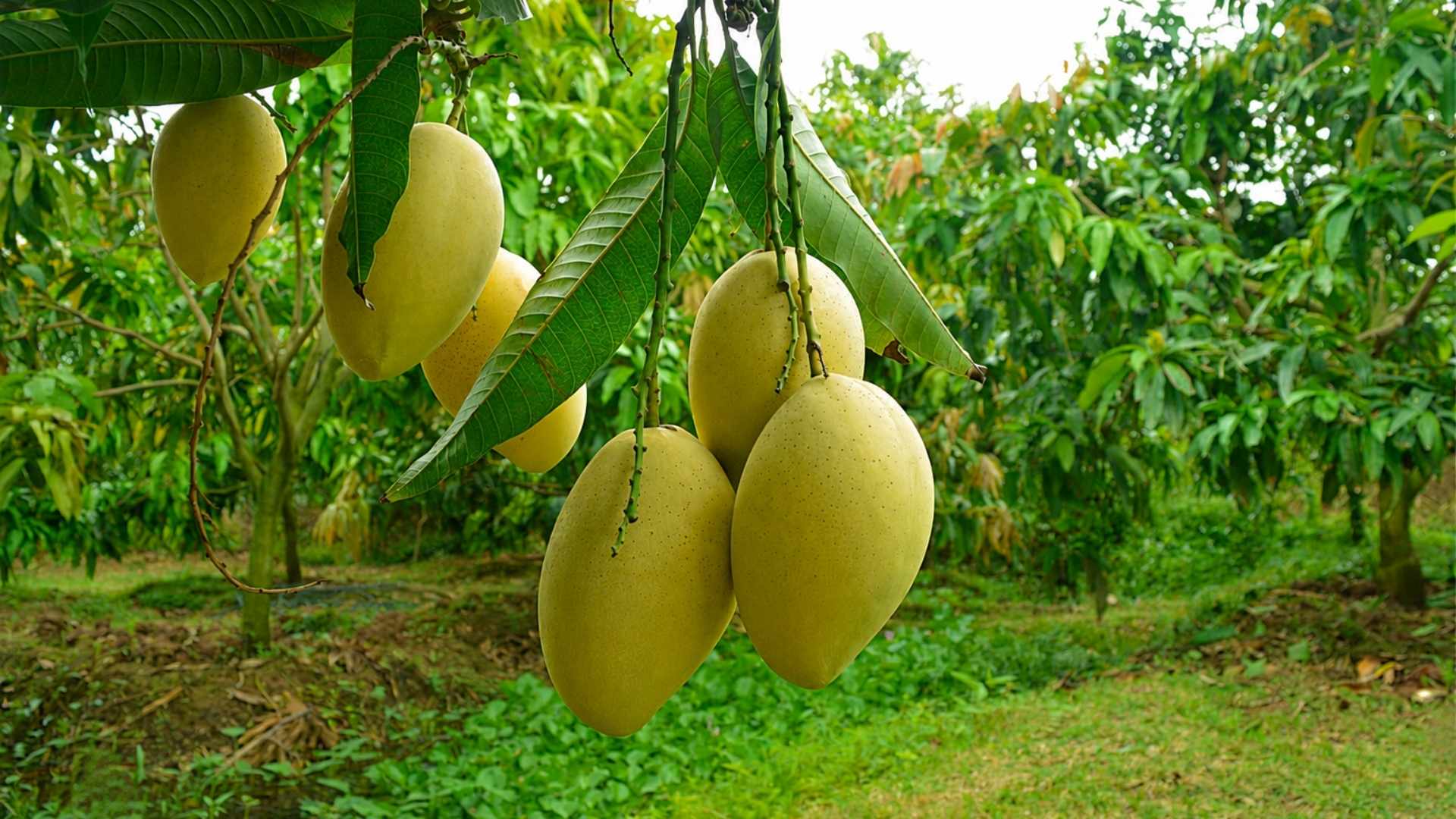 vietnam mango