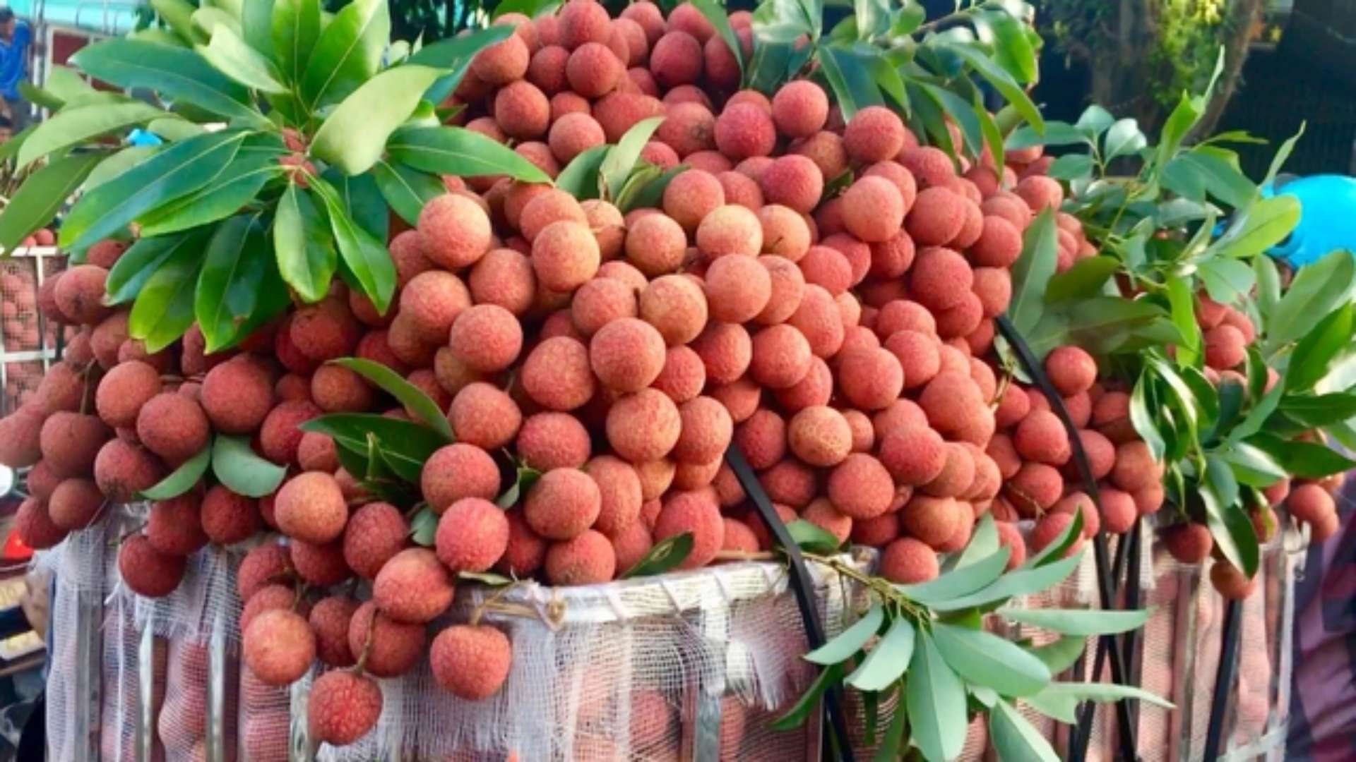 vietnam lychee