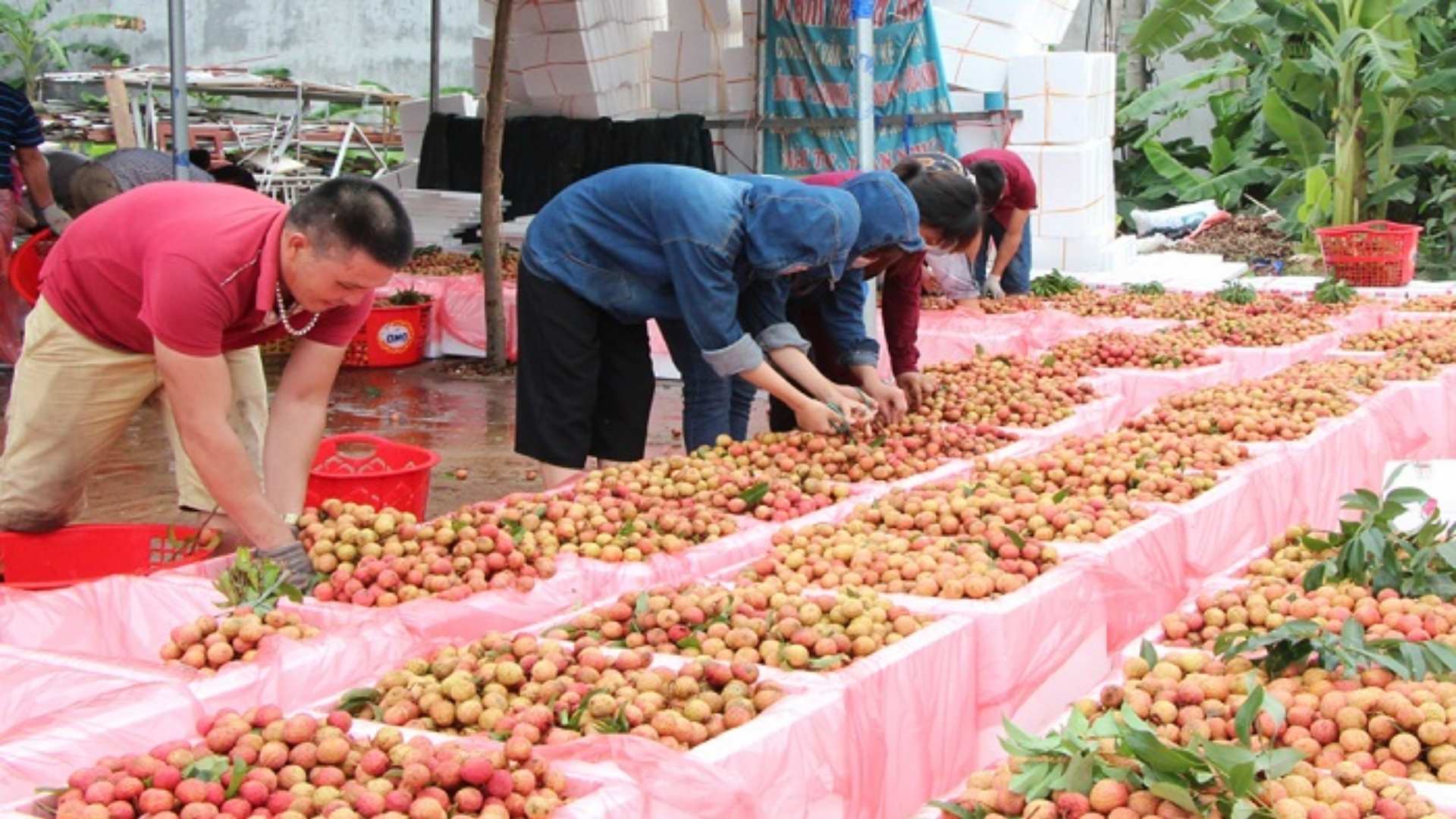 vietnamese lychee price volatility and limited seasonal supply