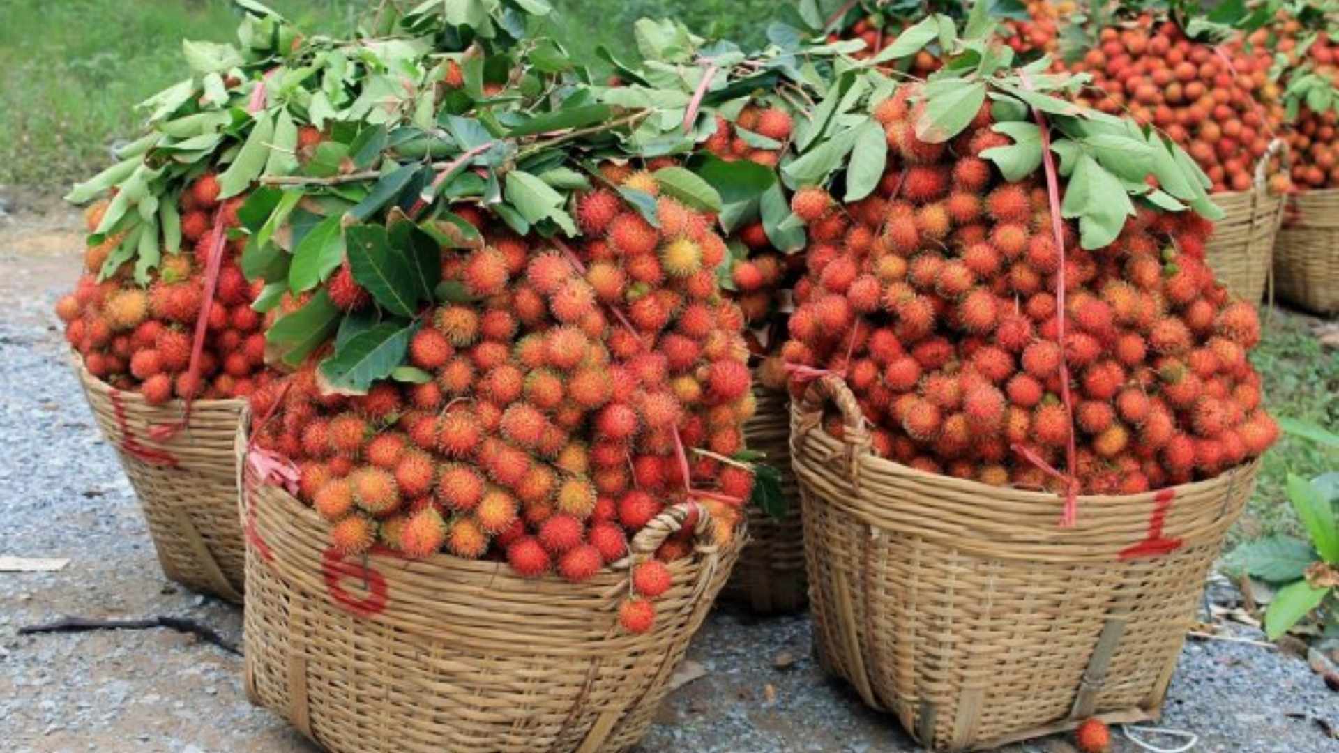 vietnam rambutan
