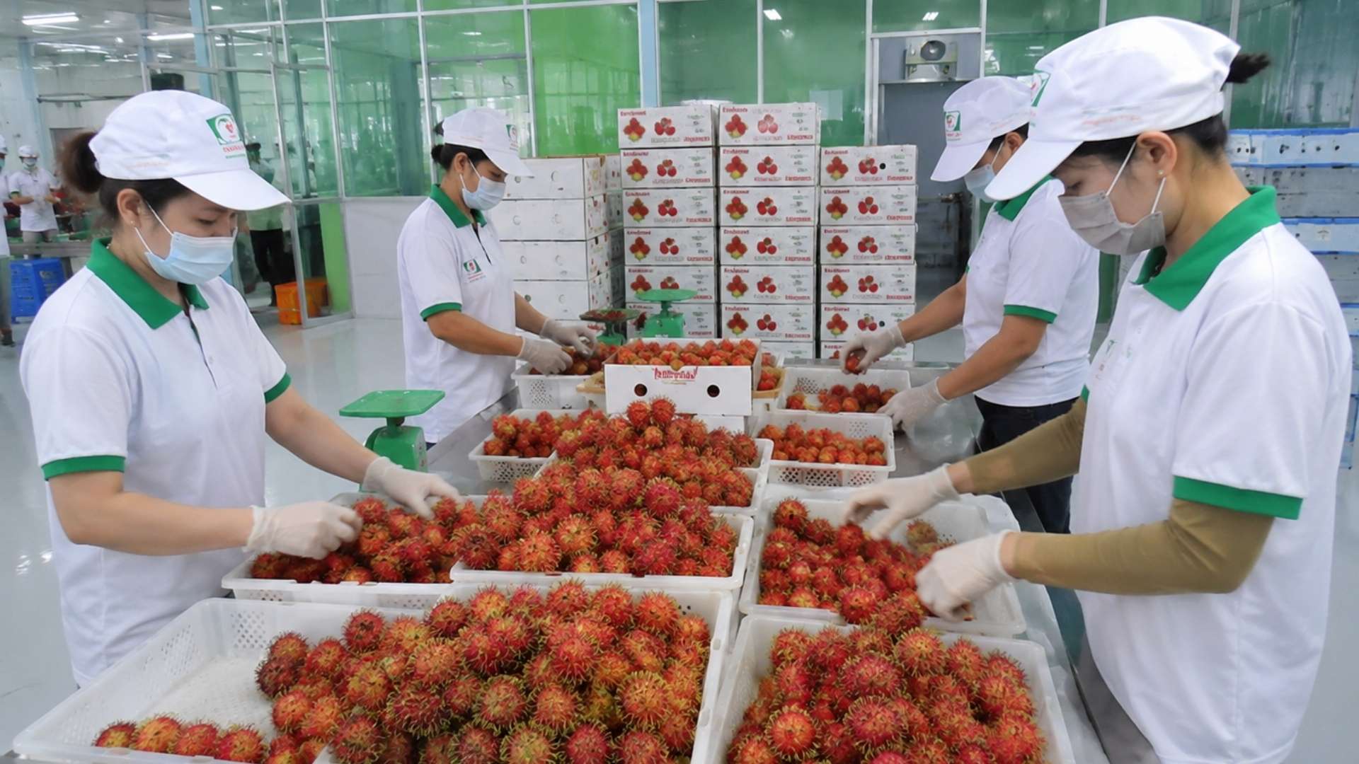 vietnam rambutan