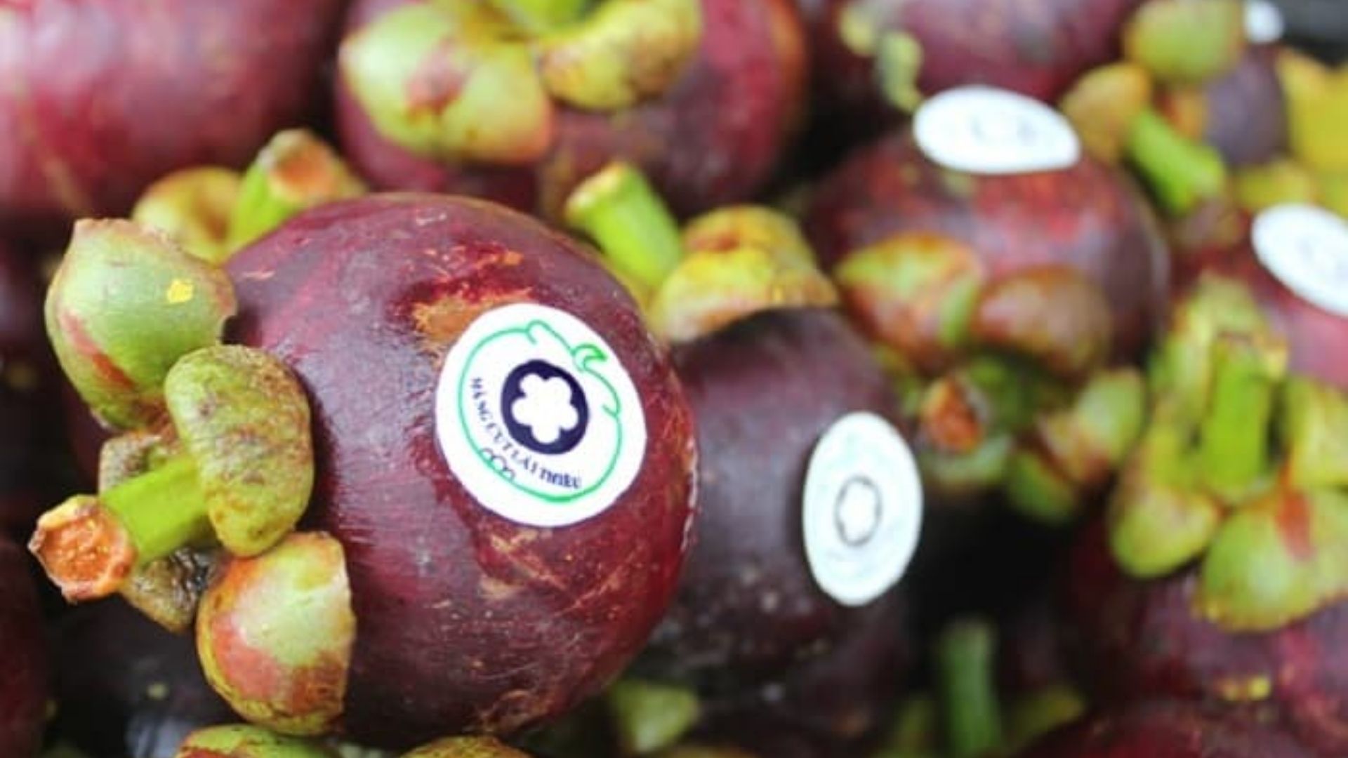 vietnamese mangosteen
