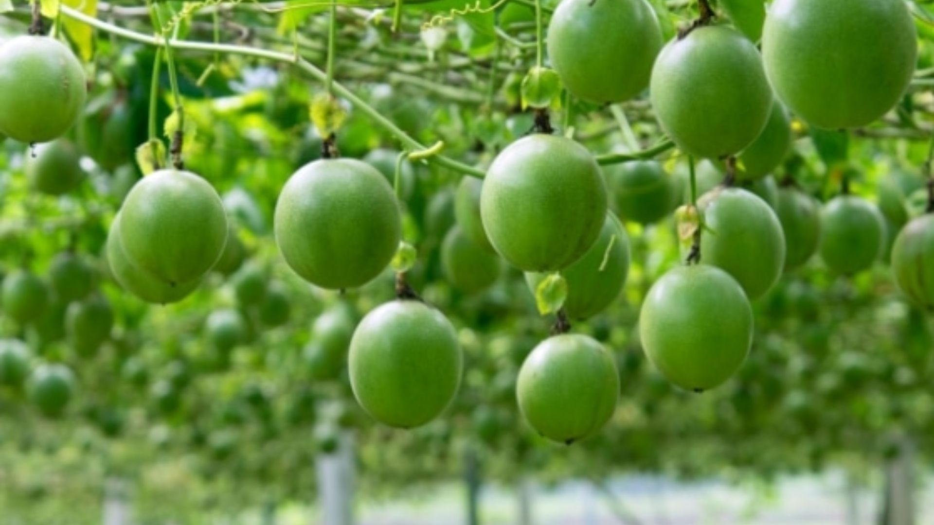 vietnam passion fruit 