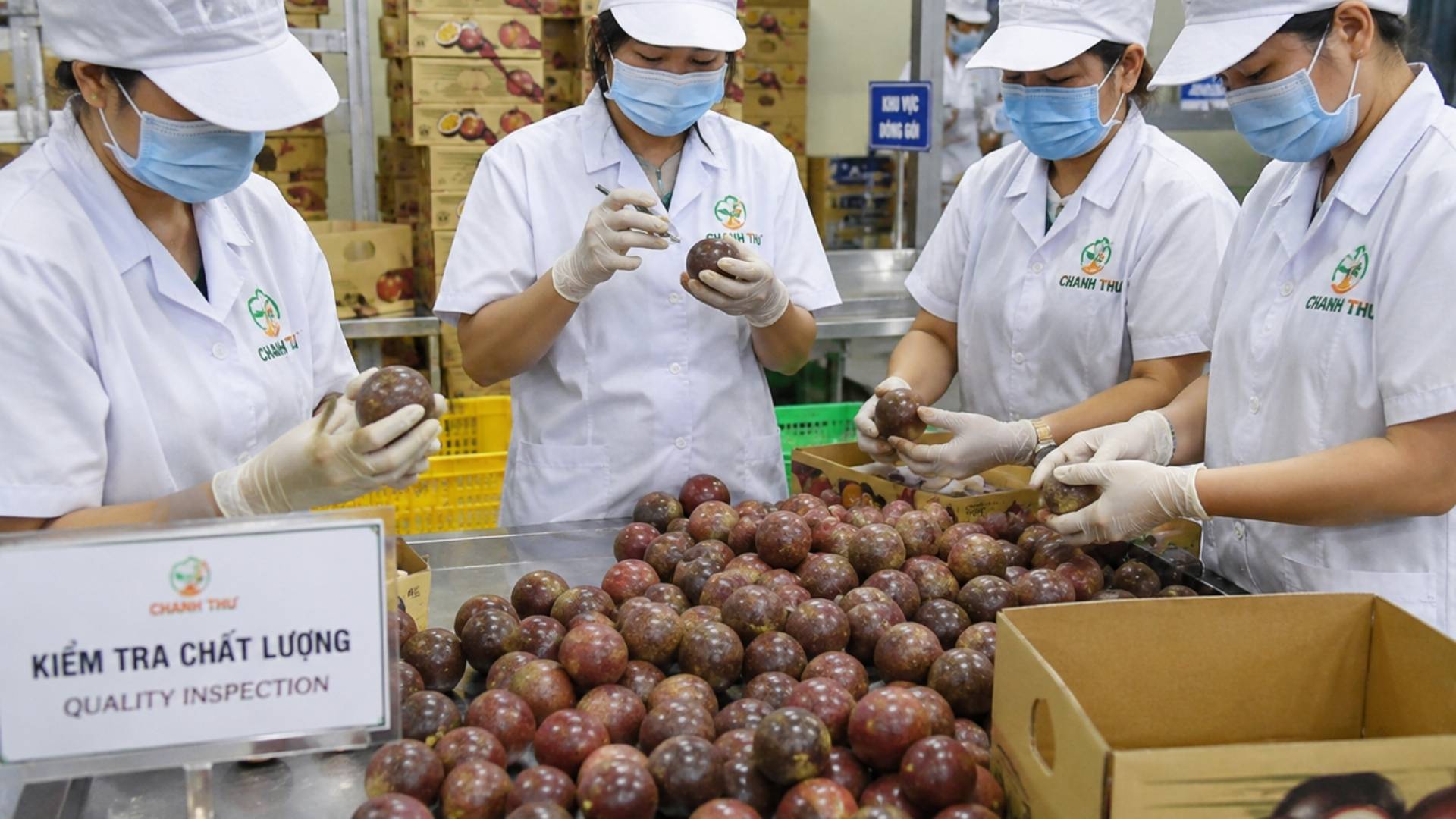 vietnam passion fruit 