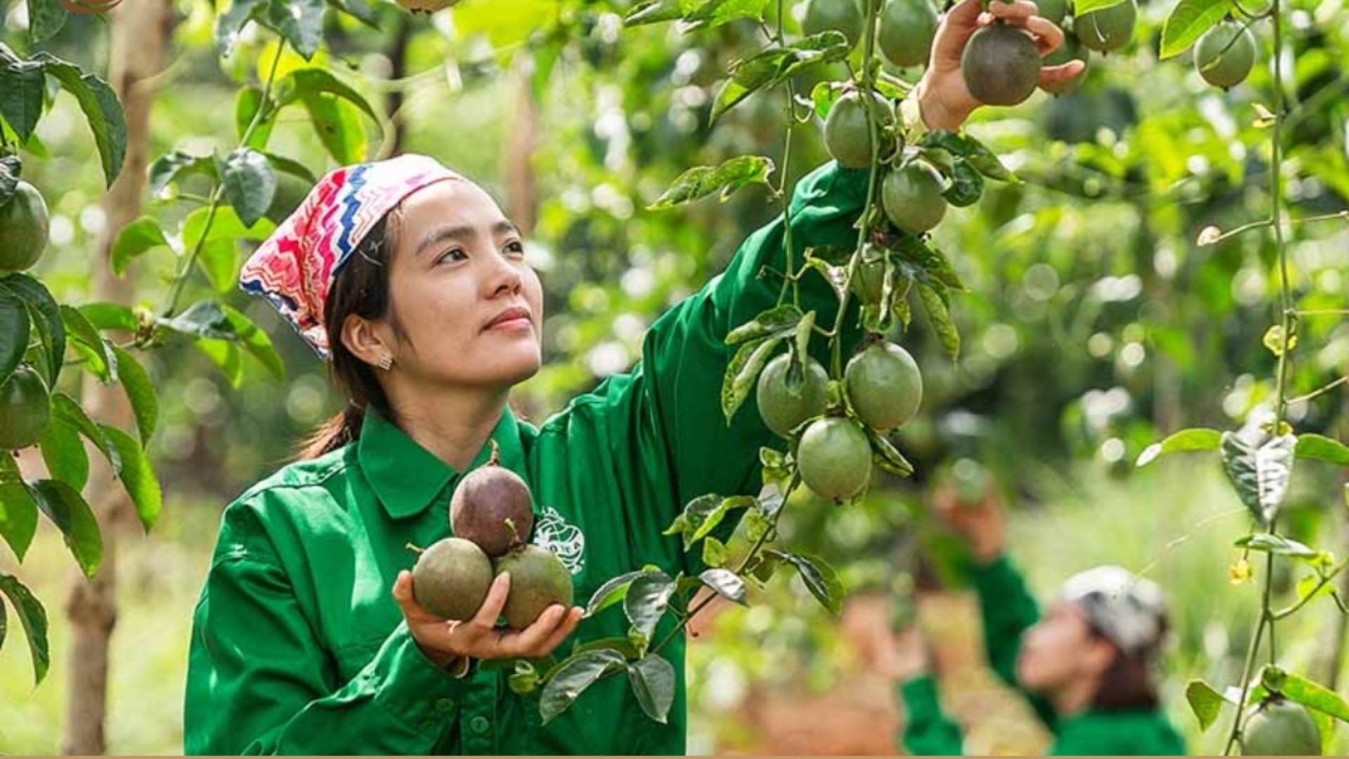 vietnam passion fruit 