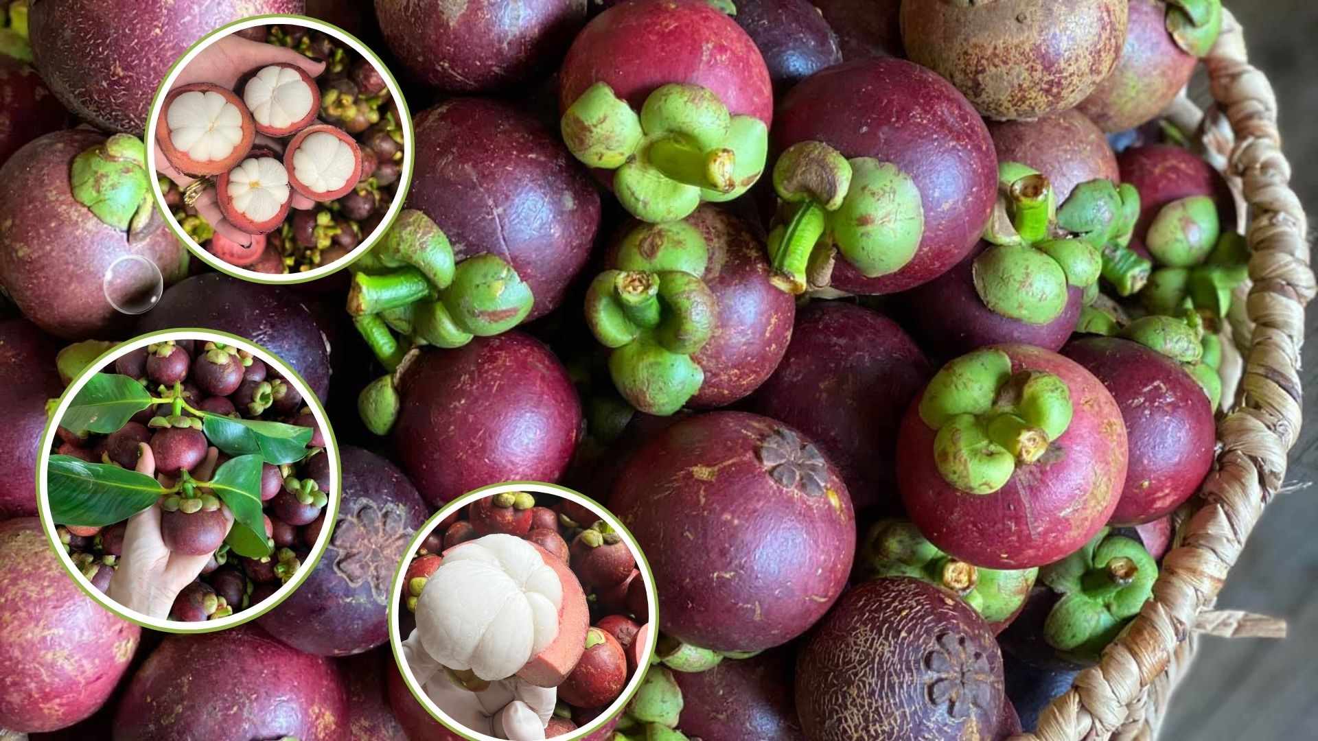 vietnam star apple