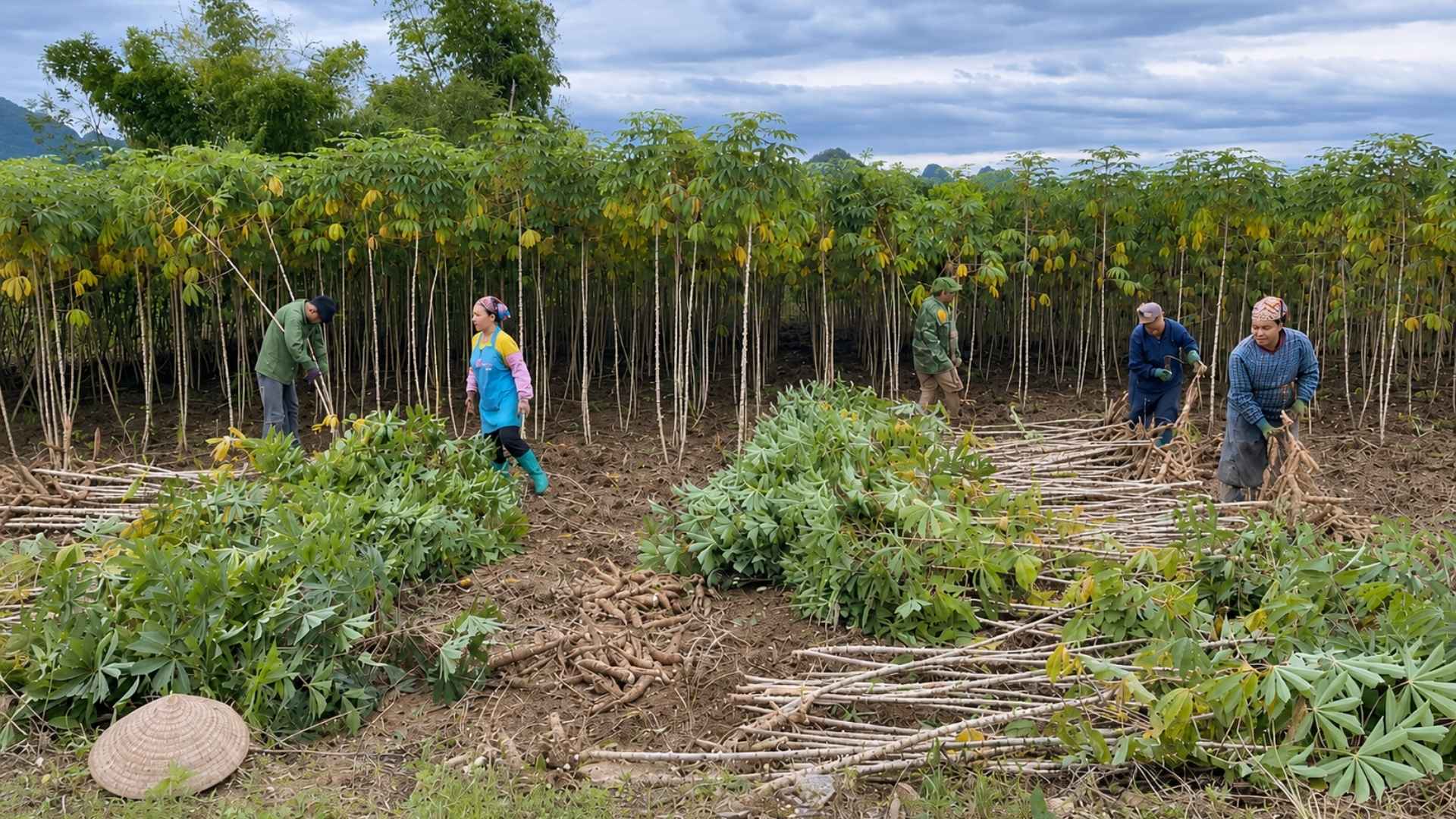 vietnam cassava