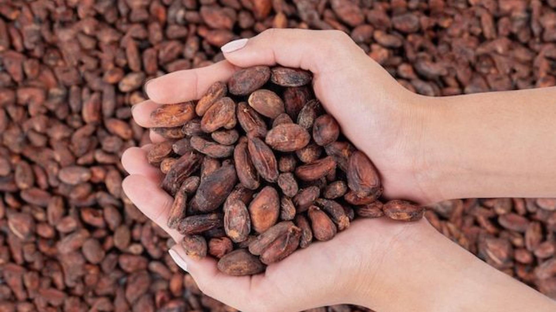 vietnam cocoa beans