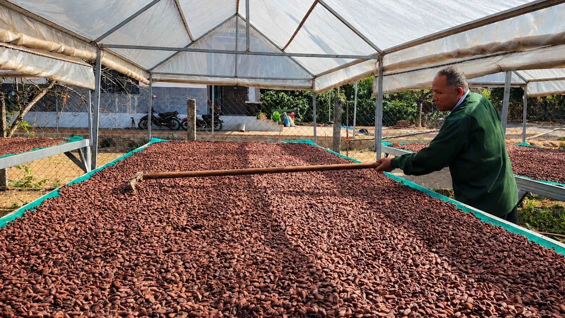vietnam cocoa beans