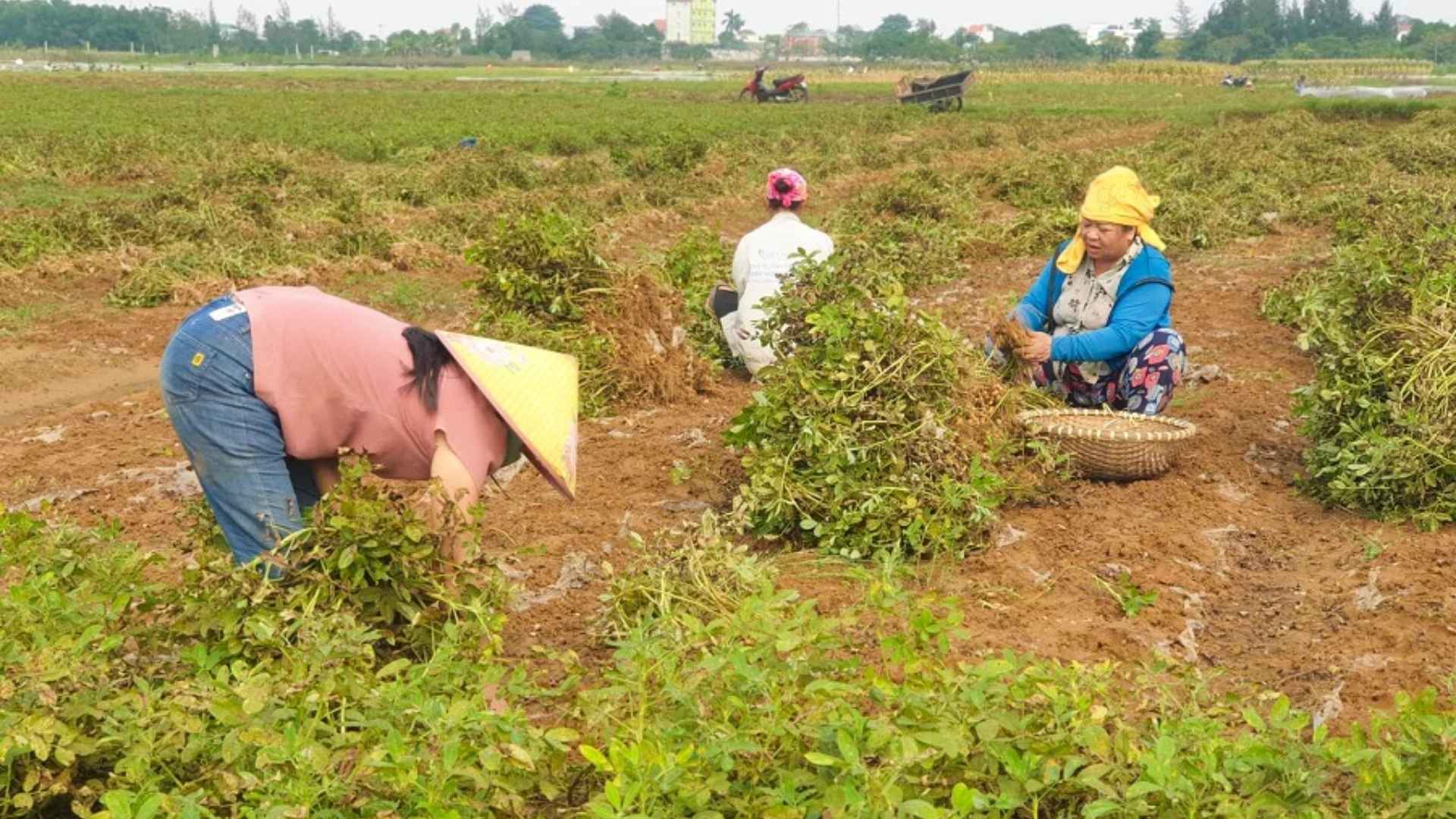 vietnam peanut