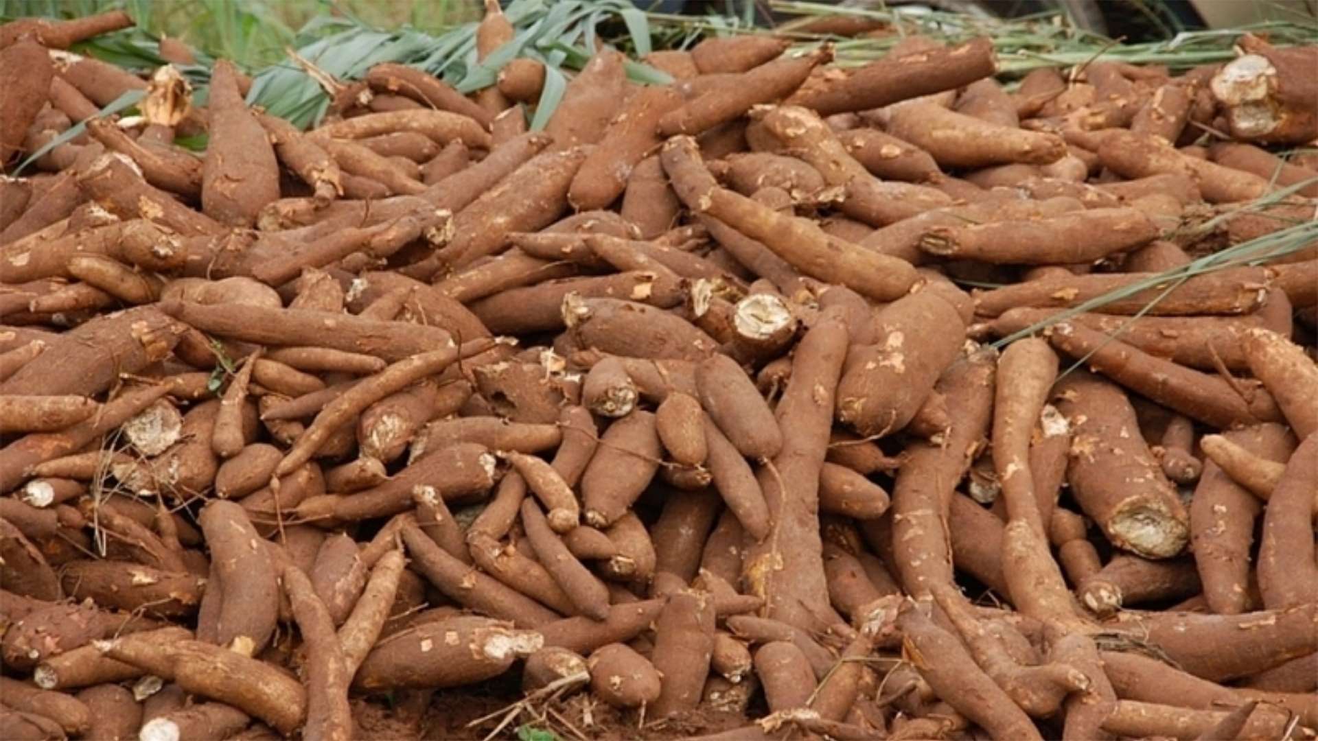vietnam cassava