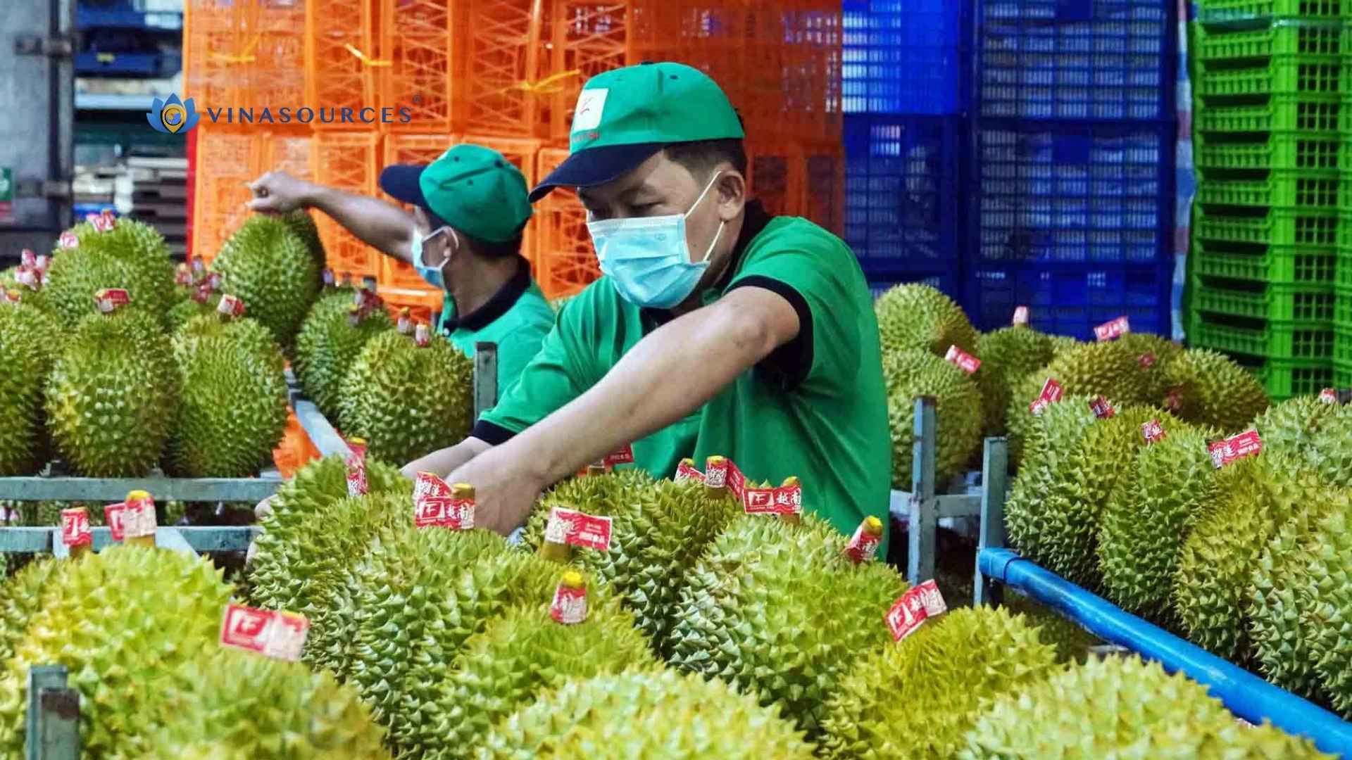 vietnam durian