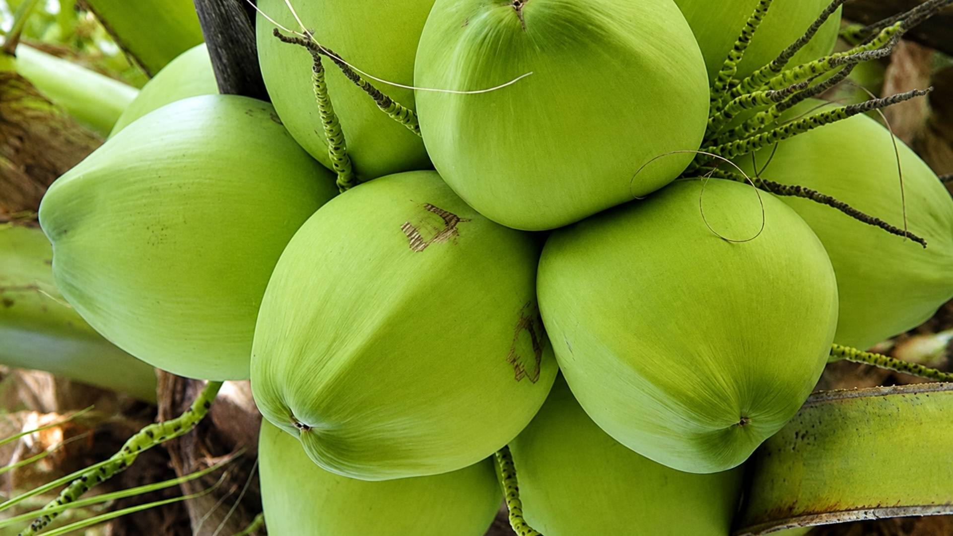 vietnam fresh coconut