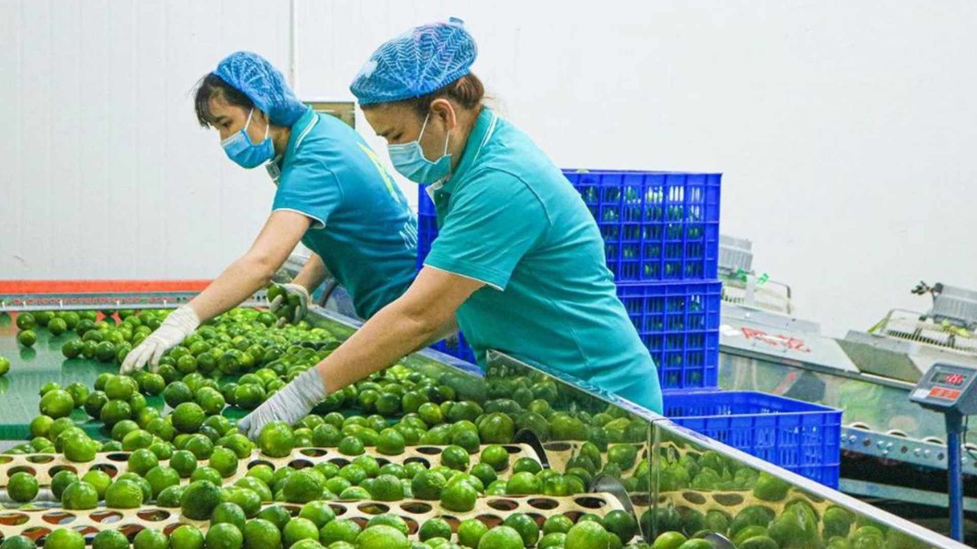 vietnam seedless limes