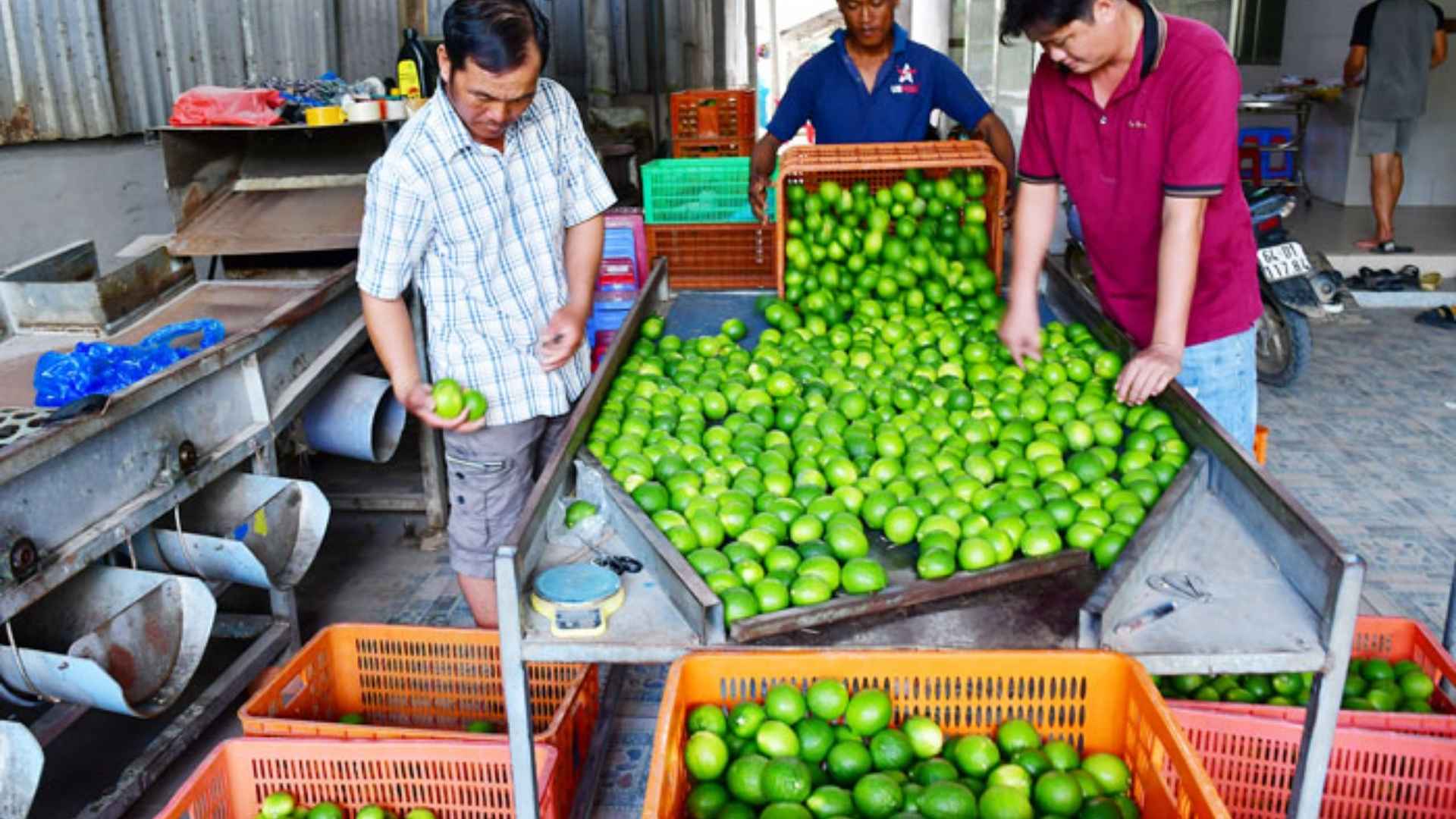 vietnam seedless limes