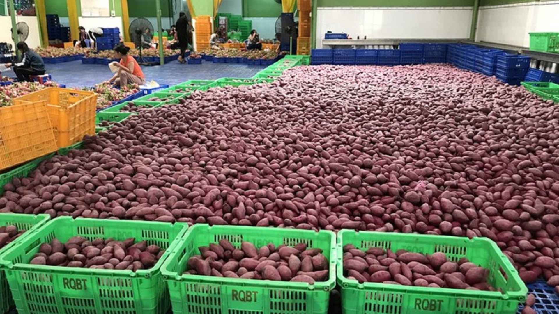 vietnam ube